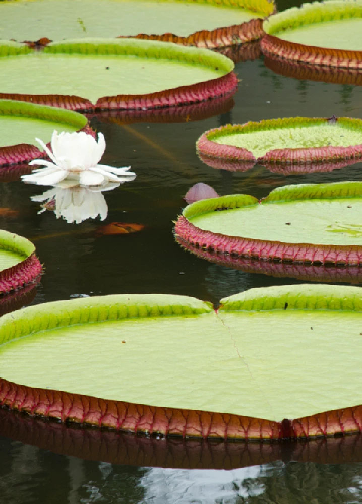 Vitórias-régias sobre as águas. Uma flor branca.